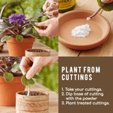 Rapid Rooting Powder (4 PACKS)