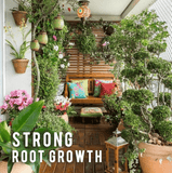 Rapid Rooting Powder (4 PACKS)